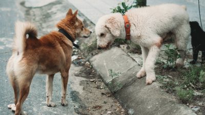 Pecinta Binatang Semarang Desak Pemerintah Gagas UU Larangan Konsumsi Daging Anjing Seperti di Korsel