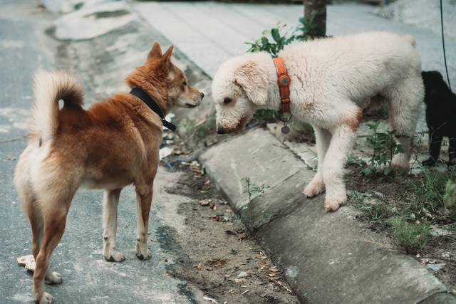 ilustrasi anjing