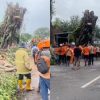 pohon beringin viral