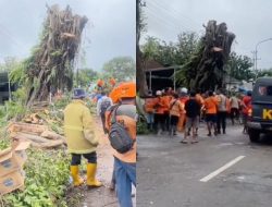 Soal Pohon Beringin Berdiri Lagi Usai Tumbang yang Viral, Netizen Ungkap Hal Ini