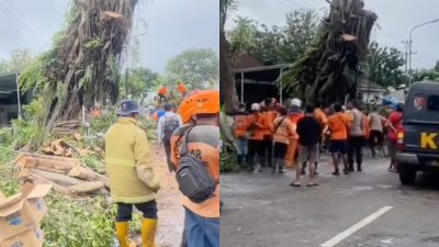 Soal Pohon Beringin Berdiri Lagi Usai Tumbang yang Viral, Netizen Ungkap Hal Ini