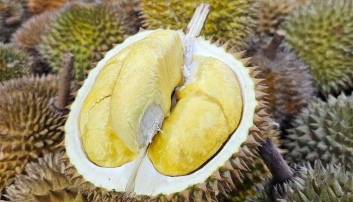 Rekomendasi Tempat Makan Durian Premium di Semarang yang Sering Promo, 100 Ribu Dapat 4