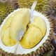 durian premium