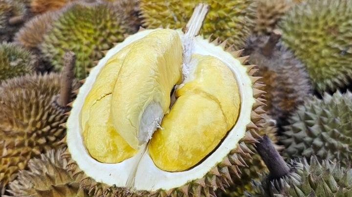 durian premium