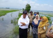 Kementan Kucurkan Rp 30 Miliar untuk Petani Terdampak Banjir di Demak, Kudus dan Grobogan