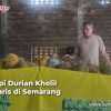 durian kholil