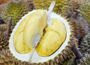 durian premium