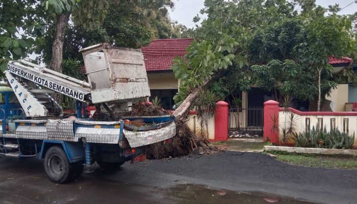Rumah Dinas Camat Semarang Selatan Tertimpa Pohon Jati