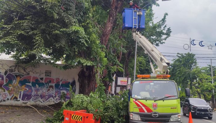 Banyak Pohon Tumbang Akibat Cuaca Ekstrem di Semarang, Disperkim Bentuk 5 Tim Siaga