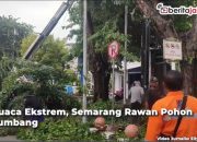 Video Cuaca Ekstrem, Semarang Banyak Pohon Tumbang