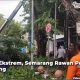 pohon tumbang semarang