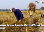 Video Masuk Masa Panen, Petani Tolak Impor Beras