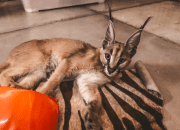 Harusnya Ga Boleh Dipelihara, Ini Fakta-fakta Kucing Caracal yang Ditelantarkan Okin