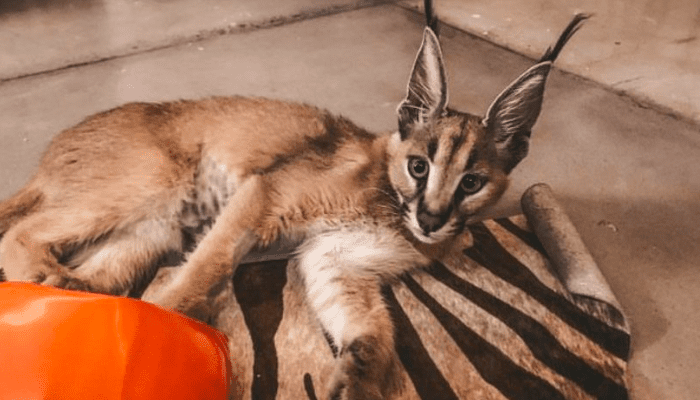 Harusnya Ga Boleh Dipelihara, Ini Fakta-fakta Kucing Caracal yang Ditelantarkan Okin