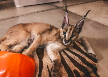 kucing caracal