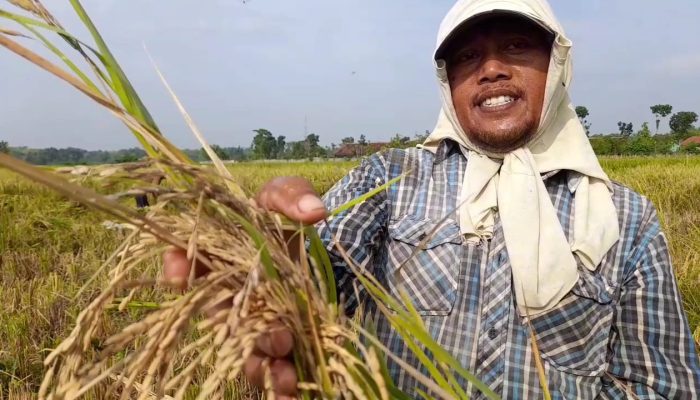 Harga Gabah Tinggi, Petani Harap Pemerintah Tak Impor Beras