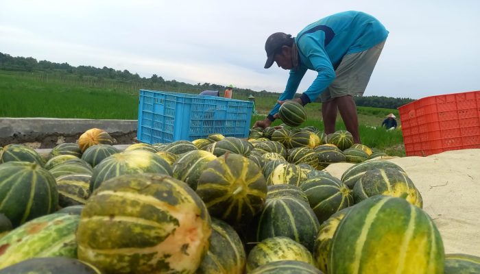 Harga Meningkat, Petani Blewah Blora Kebanjiran Berkah di Bulan Ramadhan