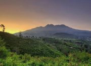 wisata kebun teh