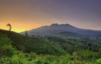 wisata kebun teh