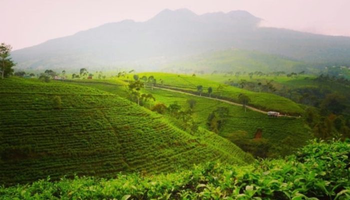 Intip Daya Tarik Wisata Kebun Teh Kemuning Jawa Tengah, Suguhkan Pemandangan Alam yang Memukau