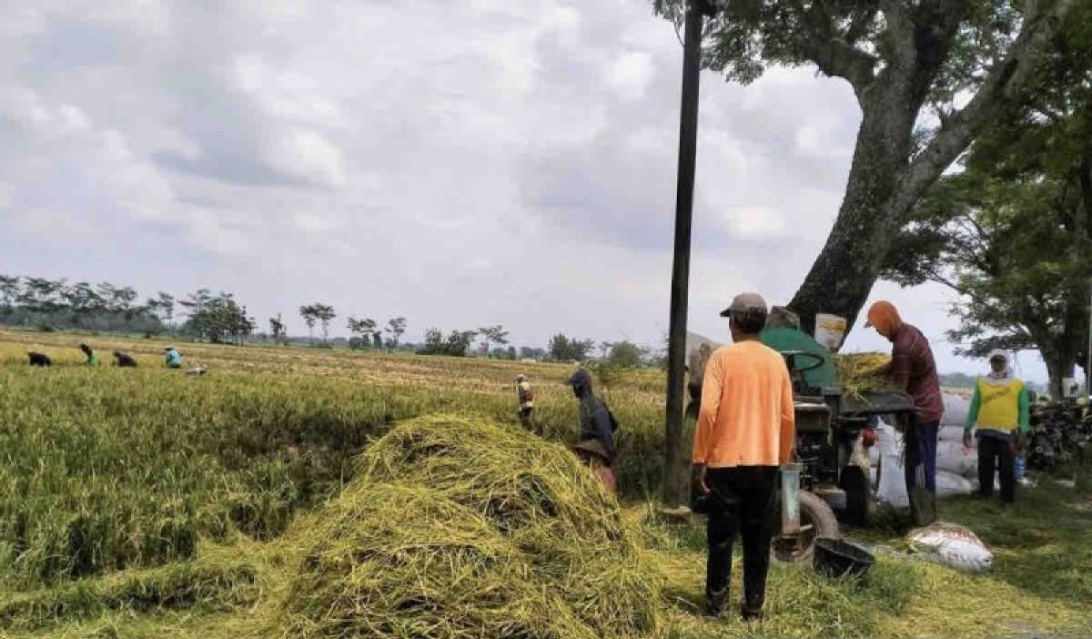 Lahan Pertanian