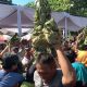 Meriahkan Ritual Sesaji Rewanda, Ratusan Warga Berebut Sego Kethek