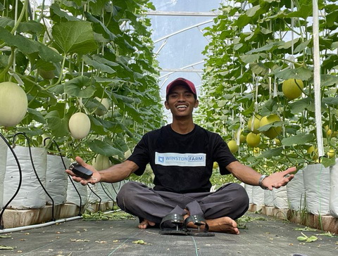 budidaya melon hidroponik