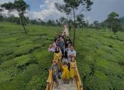 Kebun Teh Sikatok Wisata Wonosobo yang Super Instagramable, Berikut Informasi Lengkapnya