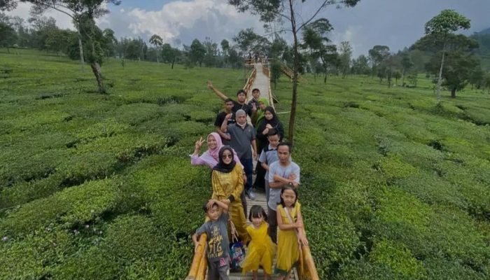 Kebun Teh Sikatok Wisata Wonosobo yang Super Instagramable, Berikut Informasi Lengkapnya