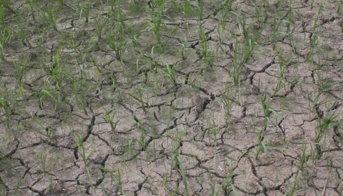 Petani Blora Terancam Gagal Panen Kedua, Kekeringan Melanda Hampir Sebulan