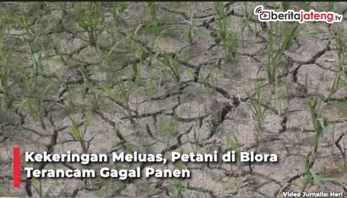 Video Duh Kekeringan di Blora Meluas, Petani Terancam Gagal Panen