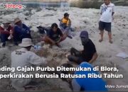Video Gading Gajah Purba Ditemukan di Blora, Diperkirakan Berusia Ratusan Ribu Tahun
