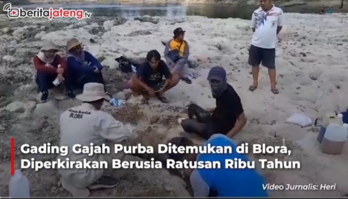 Video Gading Gajah Purba Ditemukan di Blora, Diperkirakan Berusia Ratusan Ribu Tahun