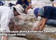 fosil gading gajah purba