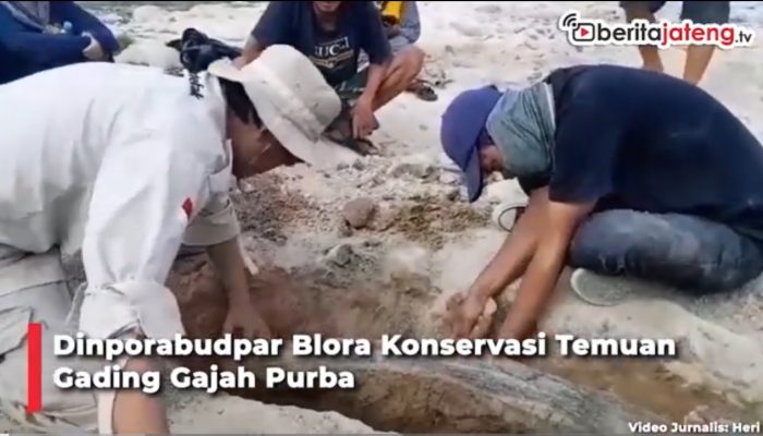 Video Dinporabudpar Blora Konservasi Temuan Gading Gajah Purba
