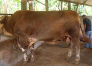 sapi kurban