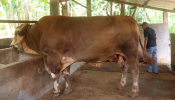 Sapi Kurban Jumbo Bobot 1 Ton 150 Kg di Semarang Dijual Rp150 Juta, Minat?