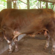 sapi kurban