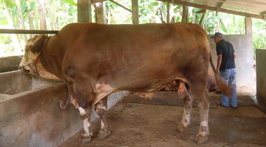 sapi kurban