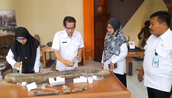 Dinporabudpar Blora Konservasi Gading Gajah Purba yang Ditemukan di Sungai Bengawan Solo
