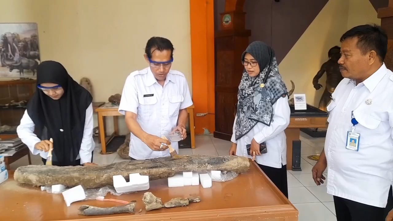 konservasi gading gajah purba