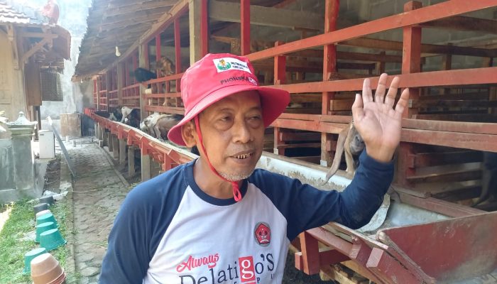 Peternak Kambing di Blora Laris Manis Jelang Idul Adha, Cuan Meroket dalam Waktu 3 Minggu!