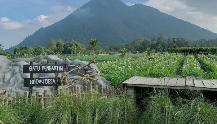 Suguhkan Panorama Lima Gunung yang Indah, Berikut Daya Tarik Wisata Hutan Desa Kragon Ngablak Magelang