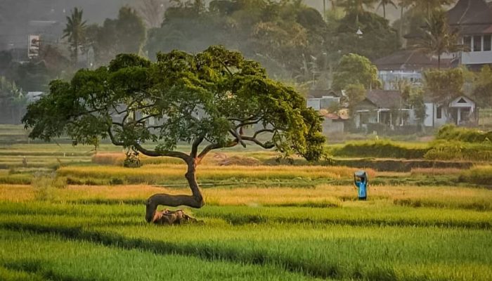 Sering Jadi Tempat Tongkrongan Sepasang Kekasih, Begini Mitos Destinasi Pohon Pengantin di Salatiga