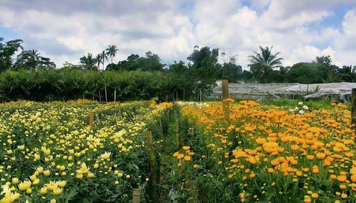 Rekomendasi Tempat Liburan Tipis-tipis di Semarang, Nomor 3 Cocok Bagi Para Pecinta Bunga