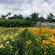 Wisata Semarang
