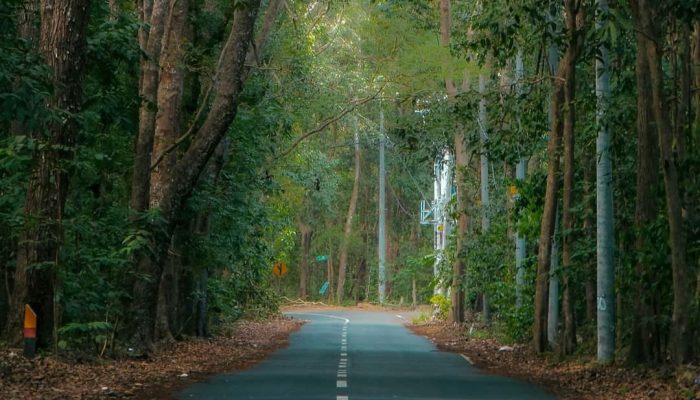Intip Beberapa Fakta Menarik Seputar Alas Purwo, Kisah Mencekam dalam Film Kutukan Calonarang