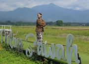 Dolan Sawah