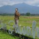Dolan Sawah