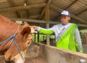 Sapi dan Kambing juga Moody, Ini Cerita Aziz Dagang Hewan Kurban Puluhan Tahun di Semarang